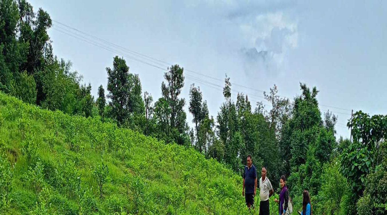 झाडी फाँडेर तीन रोपनी क्षेत्रफलमा चियाखेती सुरु