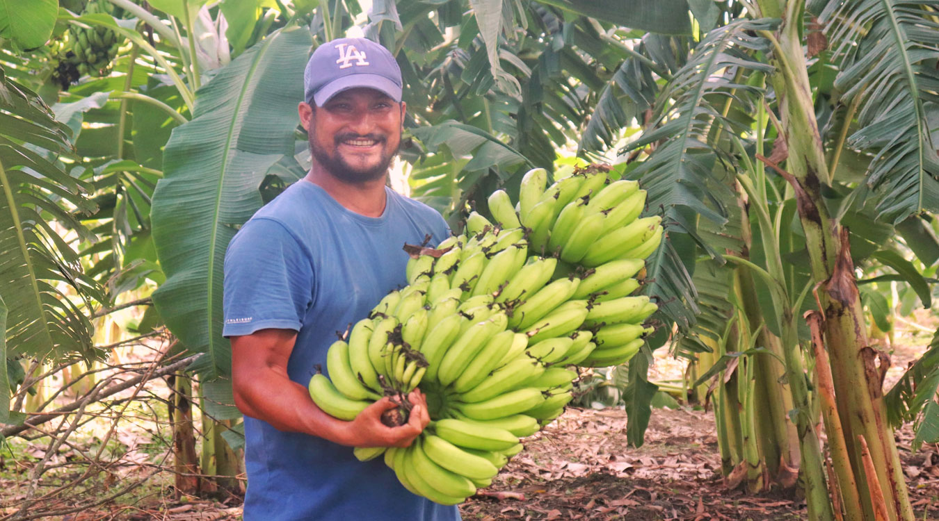 व्यावसायिक केरा खेतीबाट मनग्य आम्दानी गर्दै निर्मल