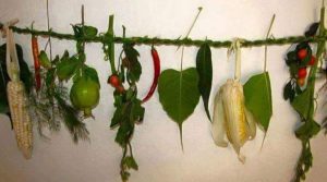 आज किराती समुदायले सिसेक्पा तङ्नाम मनाउँदै