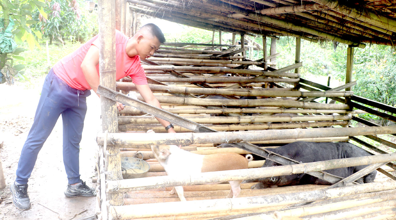 सुगम राईको बङ्गुरपालनबाट लोभलाग्दो आम्दानी, वार्षिक १५ लाखसम्मको कारोबार