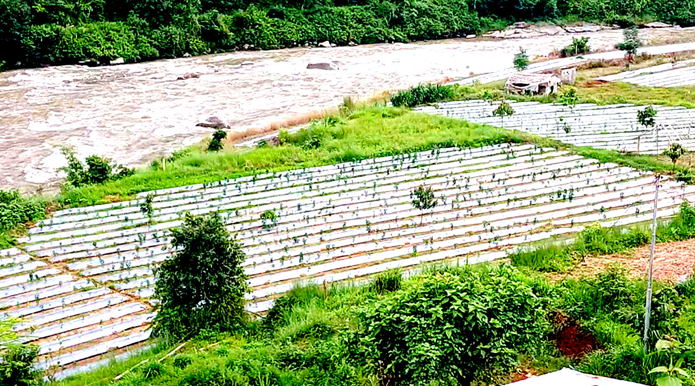 विदेशी भुमिमा रातदिन पसिना बगाउने नेपालीले प्रसाईंको कृषि फार्म हेर्नैपर्छ