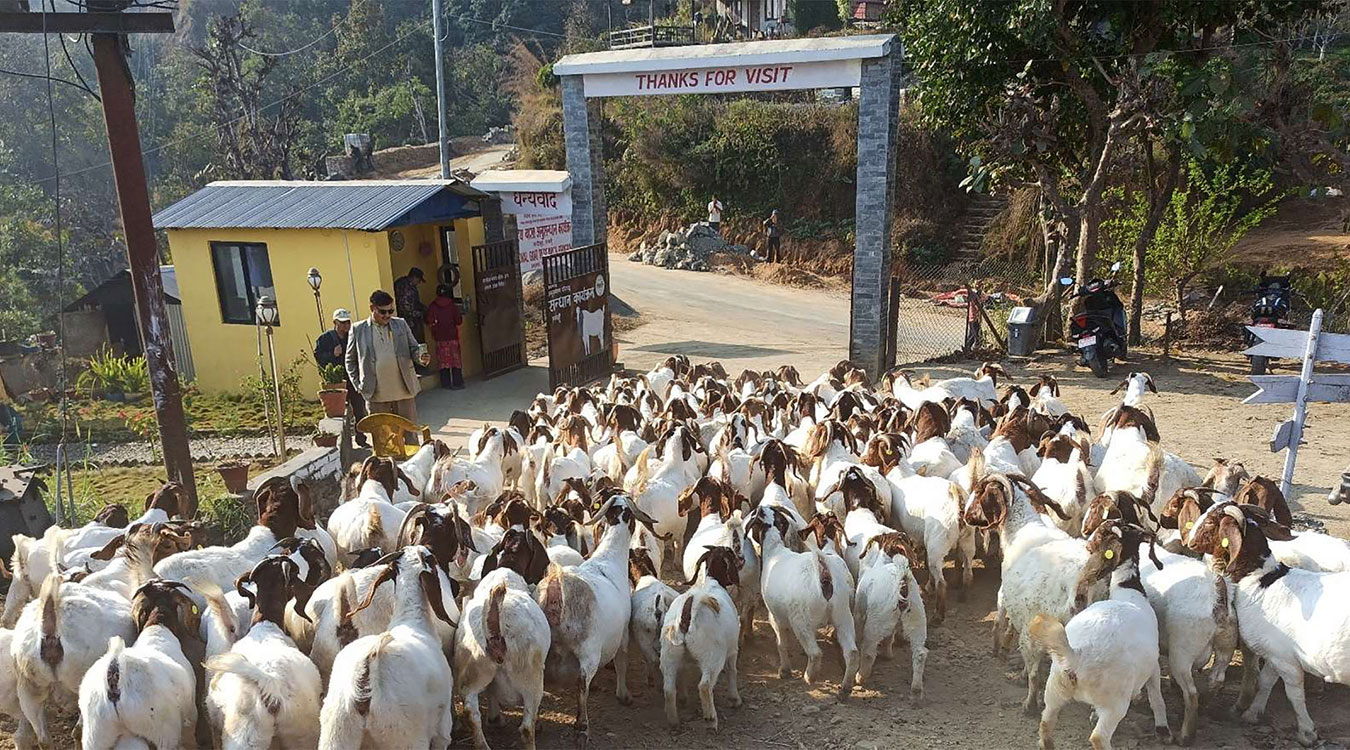 बोयर बोका र खरी जातको बाख्राको माग उच्च