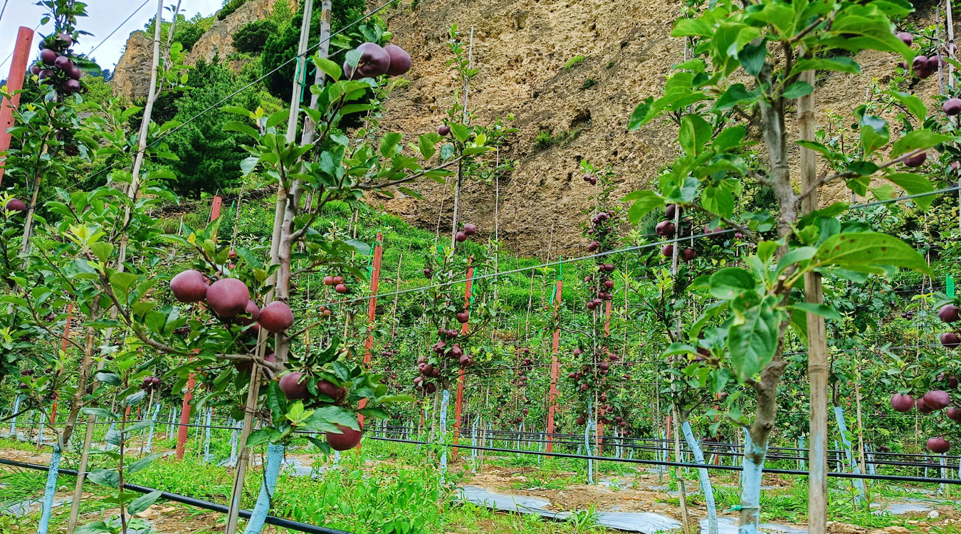 मुुस्ताङमा लटरम्मै फल्यो स्याउ, गत वर्षकोभन्दा उत्पादन बढ्ने अनुमान