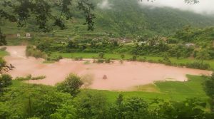 सयौँ रोपनी धानखेत बगरमा परिणत