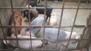 पशुपलक किसान बङ्गुरपालनतर्फ आकर्षित