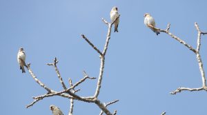 गुल्मीमा भेटिए नयाँ प्रजातिका आठ चरा