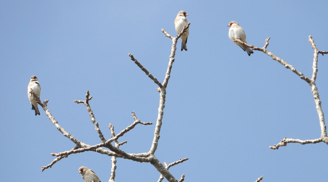 गुल्मीमा भेटिए नयाँ प्रजातिका आठ चरा