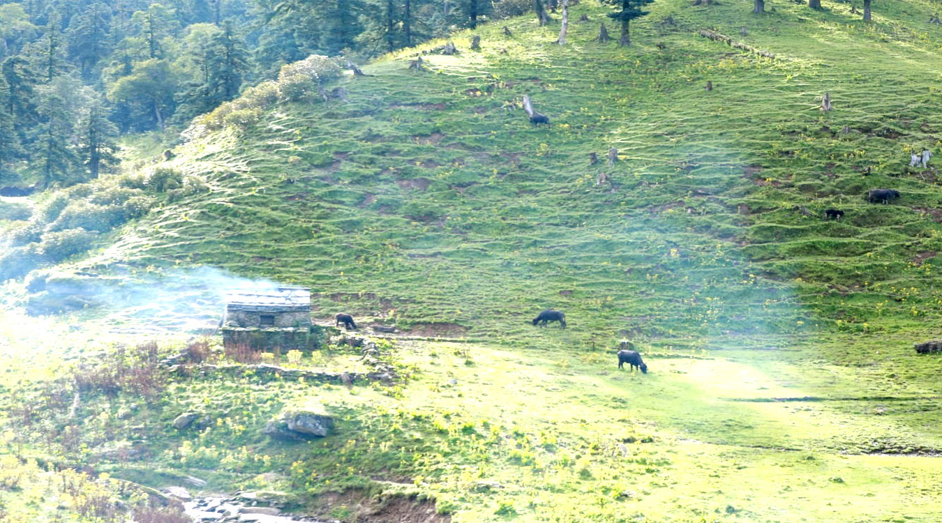 एक घर एक गाईभैँसीको चलन रहेको पालिका : जहाँको दूध बिक्री नै हुँदैन