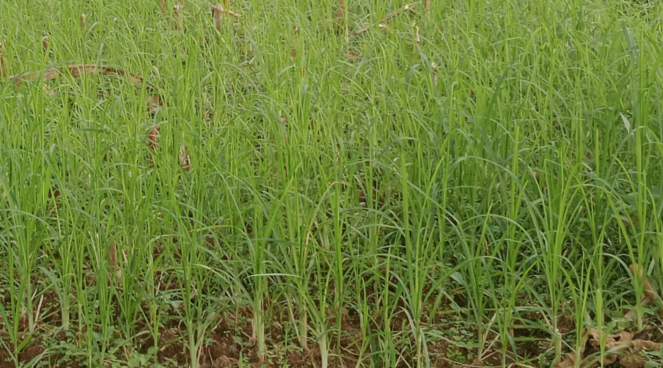 मुख्य बाली कोदोको उत्पादन घट्दै, माग बढ्दै