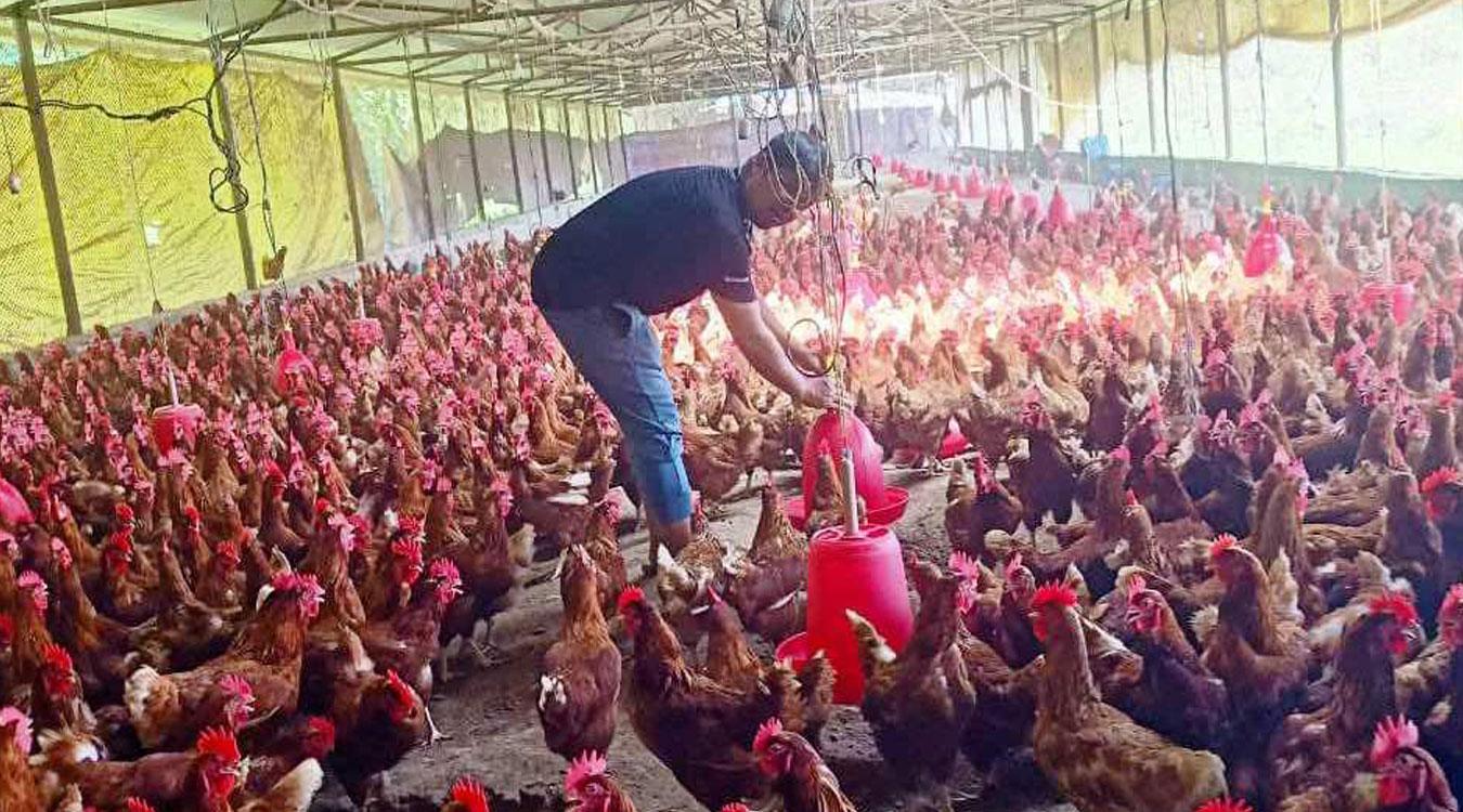 पोल्ट्रीजन्य उत्पादन घट्दा मर्कामा किसान