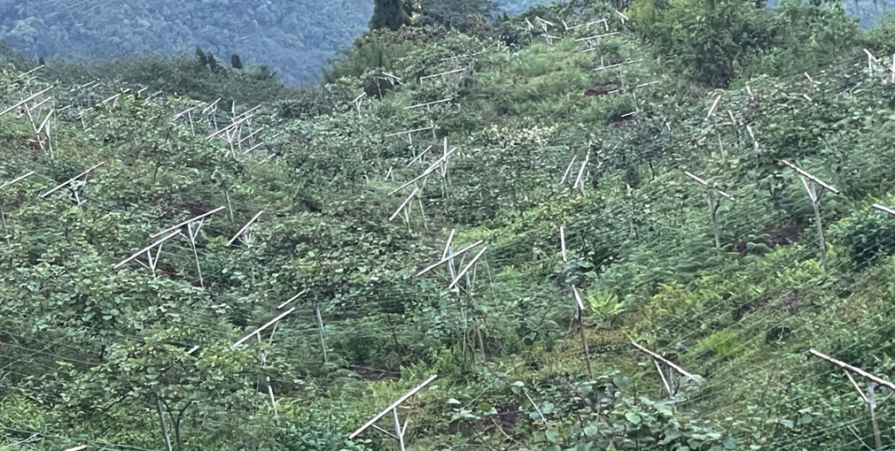 सात युवाको समूहद्वारा तीन सय रोपनीमा किबी र लोठसल्लाखेती