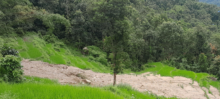 पहिरोले धानबालीसहितको खेत बगाएपछि खोटाङका किसान चिन्तित