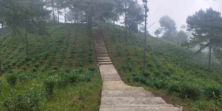 पालिकाको लगानीमा चौध सय रोपनीमा चियाखेती