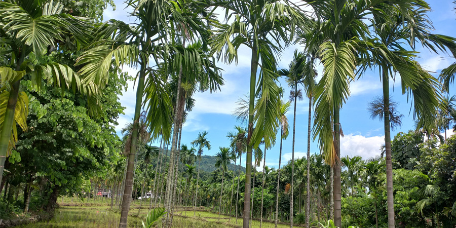झापाका किसानका लागि भरपर्दो आम्दानीको स्रोत बन्दै सुपारीखेती