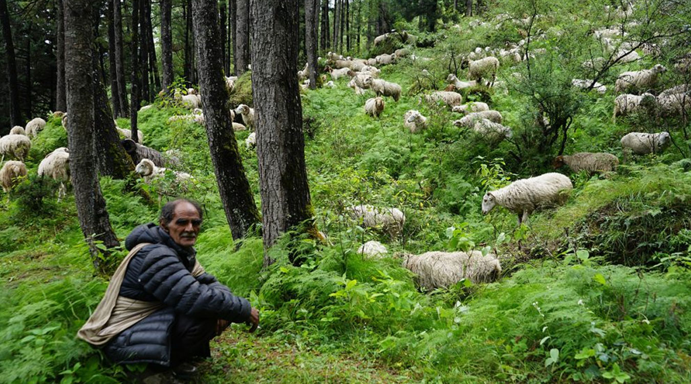 विदेशिए गोठाला, हराए गोठ