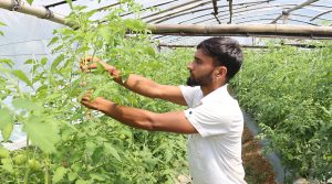 सागसब्जीखेतीबाटै दैनिक १० हजार कमाई