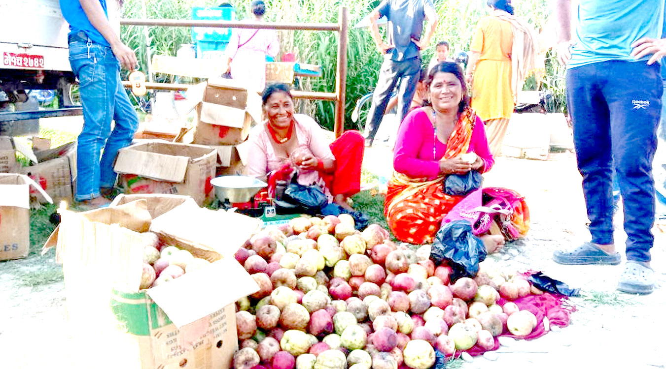 जुम्लाको स्याउ कैलालीमा व्यापार गर्दै बम