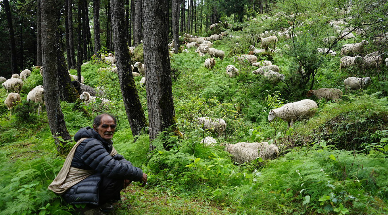 बूढापाकासँगै हराउन थाले गोठहरू