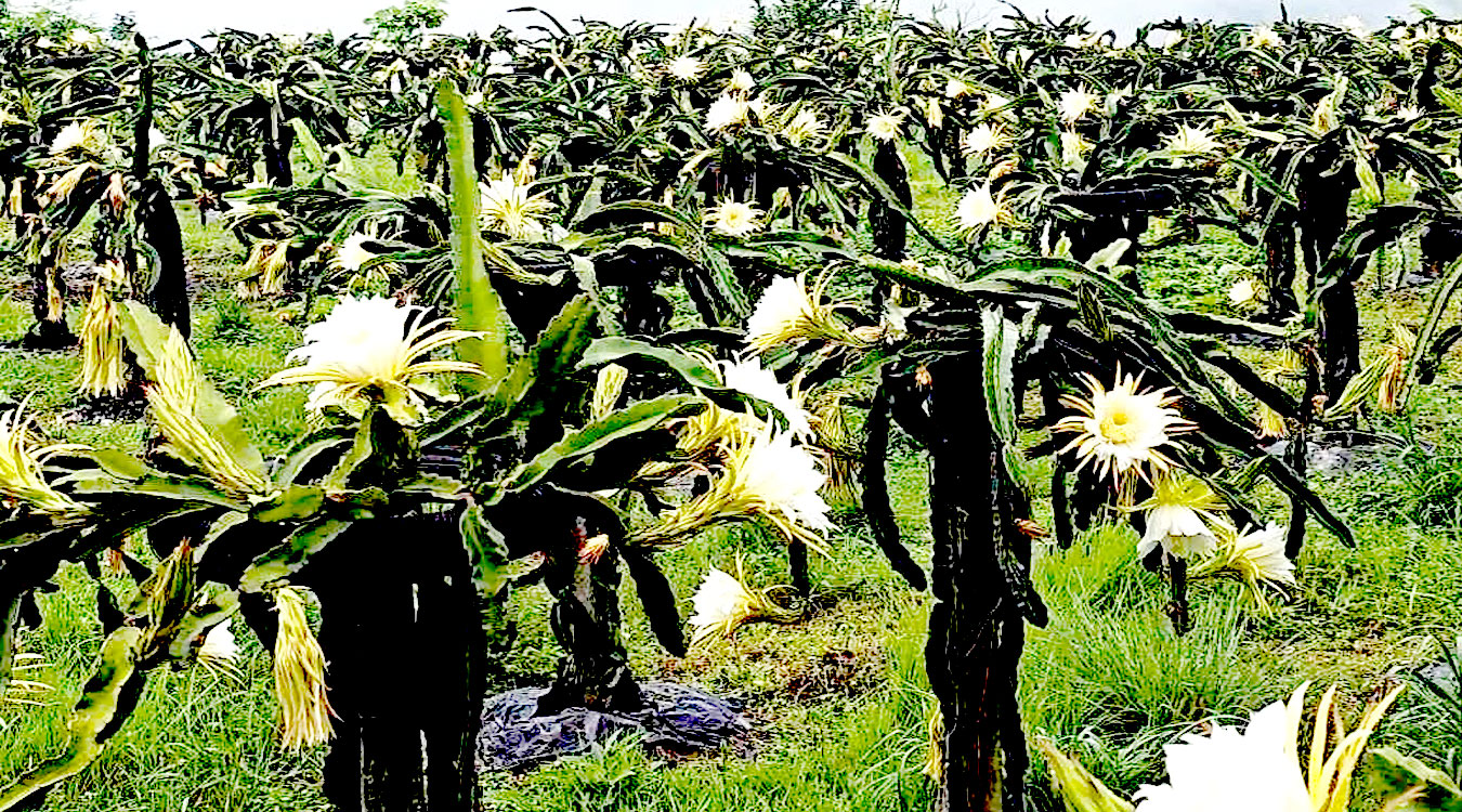 ‘ड्रागन फ्रुट बिक्री गर्न समस्या छैन’