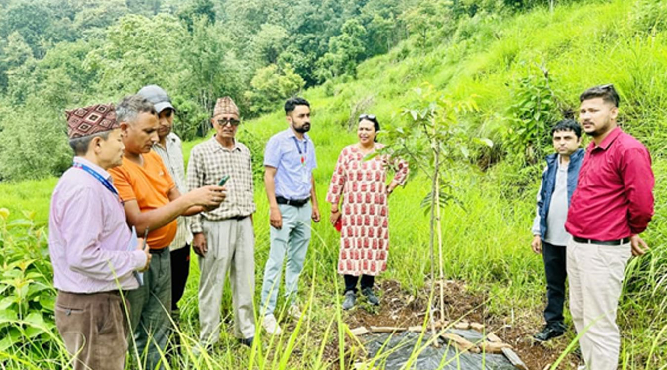 बादरबाट हैरान पर्वतका किसान व्यावसायिक ओखरखेतीमा