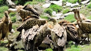पोखरा आसपासमा गिद्धको सङ्ख्या बढ्यो