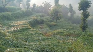 पाक्न लागेको धान असिनापानीले सखाप