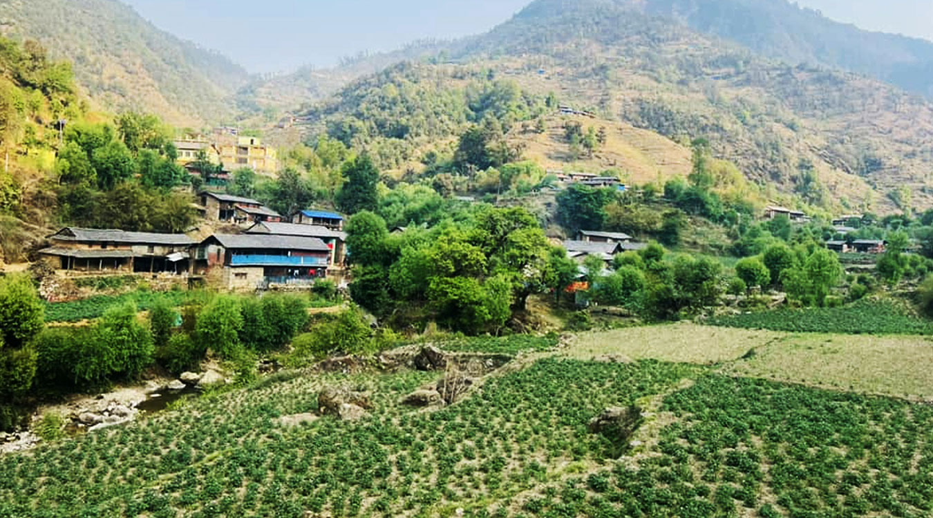 बागलुङमा ५६ हजार दुई सय ४० ‘मेट्रिकटन’ आलु उत्पादन