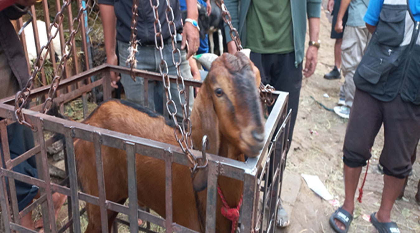 हरियो सिङ भएका खसीबोका खरिद गर्न सुझाव