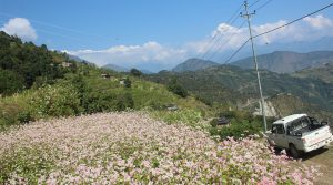 फापरखेतीप्रति किसानको मोह घट्दै, माग बढ्दै