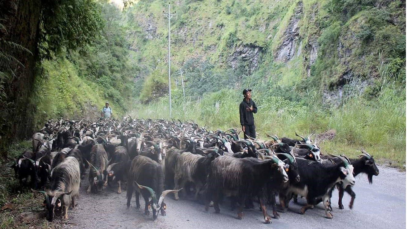 यसवर्ष घट्यो च्याङग्राको मूल्य