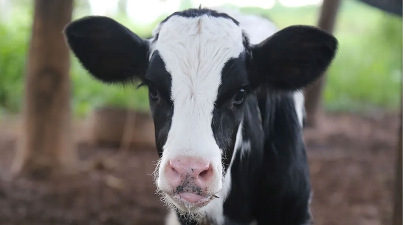 किसानका लागि चुनौतीपूर्ण बन्दै बाच्छा व्यवस्थापन