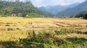 डोटीको पहिचान ‘जोरायली बासमती धान’