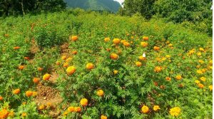 याञ्चोकका सयपत्री फूल बिक्रीका लागि तयार