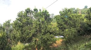 सुन्तलामा रोग लागेपछि किसान चिन्तित