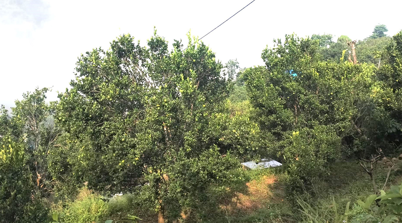सुन्तलामा रोग लागेपछि किसान चिन्तित