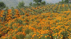 ड्रागन फ्रुटसँगै सयपत्री फूलको खेती