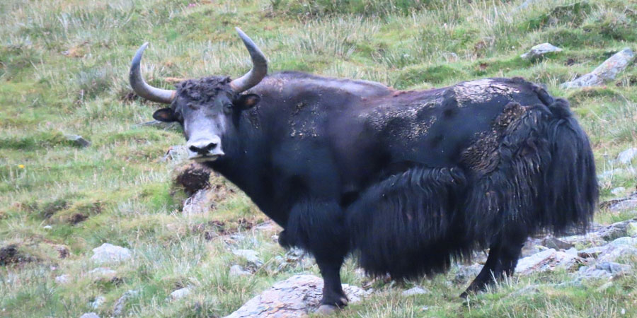 शे–फोक्सुन्डो राष्ट्रिय निकुञ्जमा भेटियो दुर्लभ जङ्गली याक