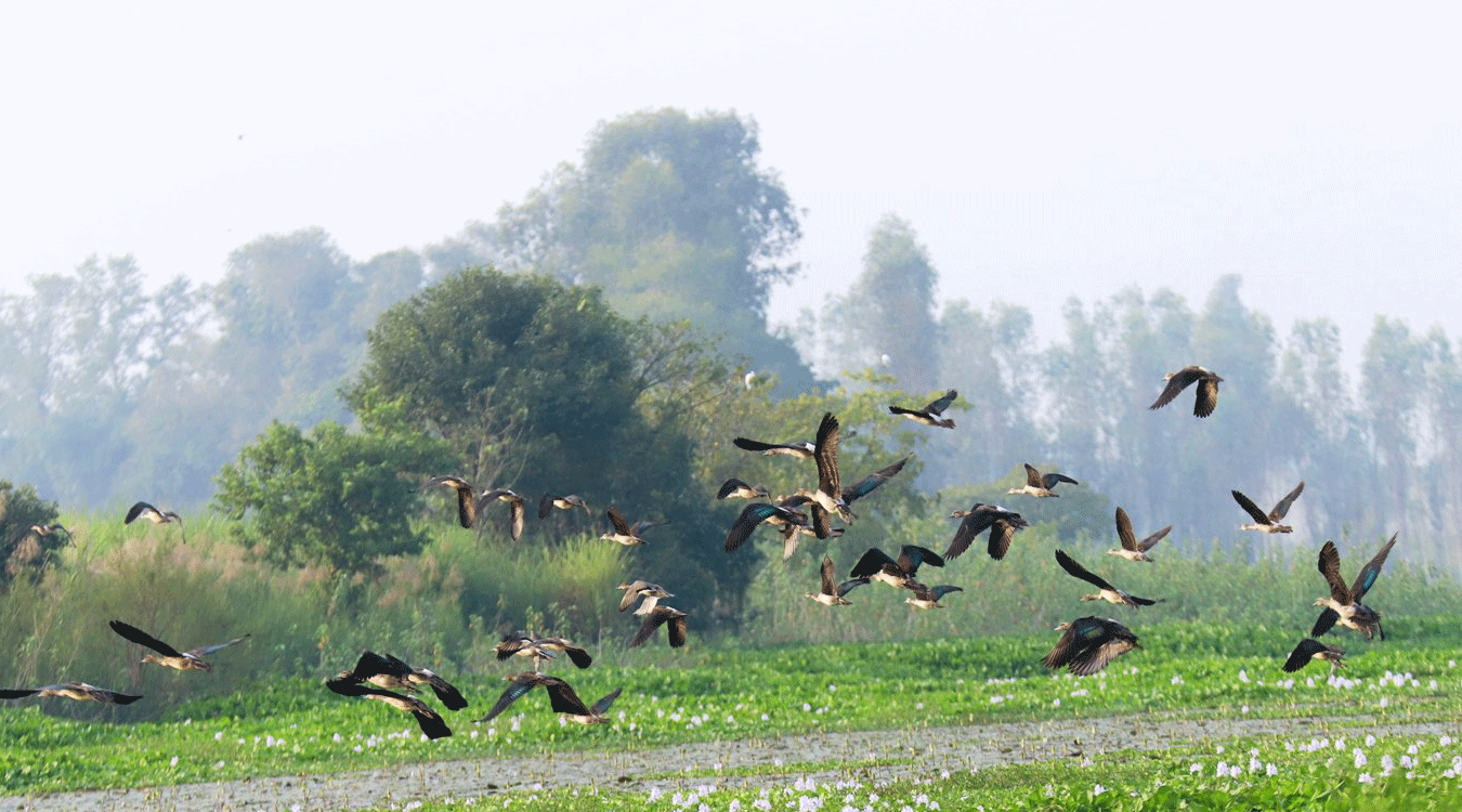 साइबेरियाका चरा कैलाली-कञ्चनपुरका सिमसारमा