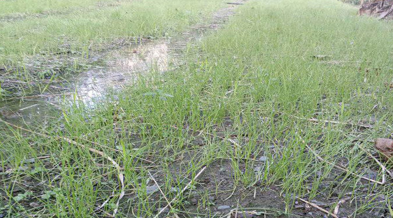 सागसब्जीका बेर्ना बेचेर लाखौं आम्दानी गर्दै कार्की