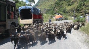 तिहारका लागि चार हजार भेडाच्याङग्रा बिक्री