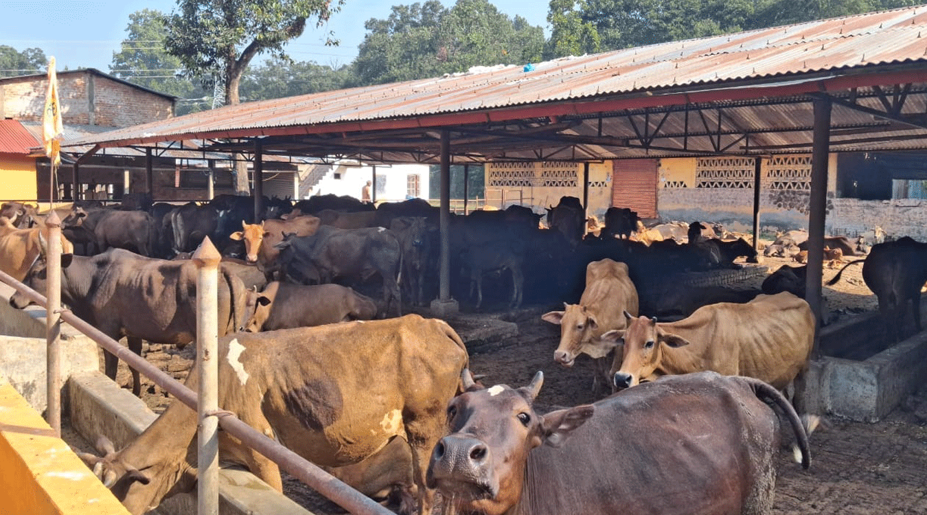 स्थानीय जातका गाई संरक्षण गर्न एक करोडको अक्षयकोष स्थापना