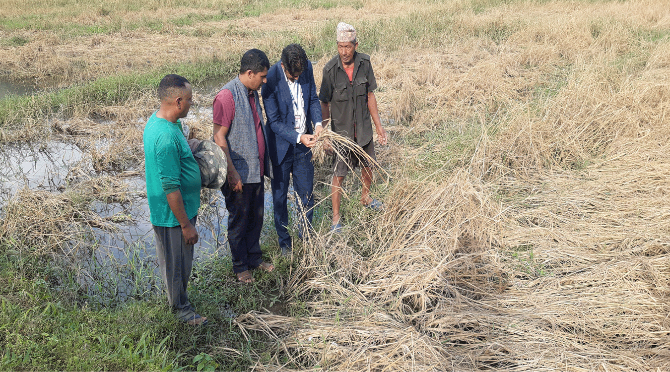 जेठोबुढोमा बालीमा गभारो : भित्राउने बेला धान न पराल
