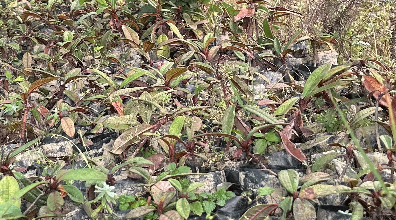 सामुदायिक वनमा २८ हजार गुराँसका बिरुवा हुर्काइँदै