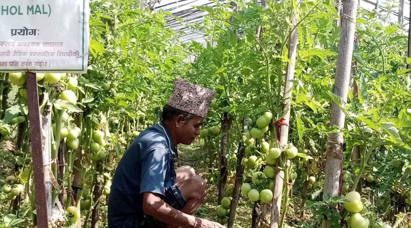 गाउँले एफएम दाइ, गाउँकै अगुवा किसान