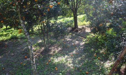 सुन्तलाका बोट सुक्दै गएपछि भोजपुरका किसान समस्यामा