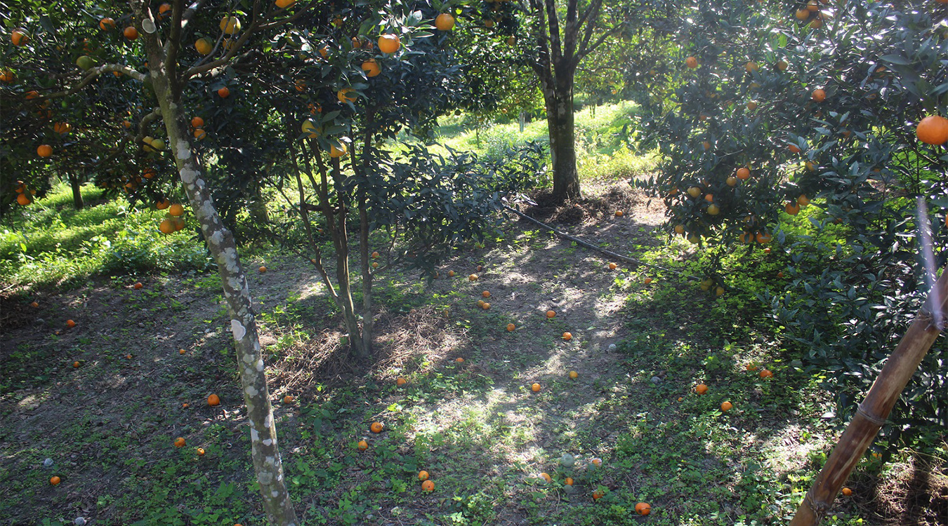 सुन्तलाका बोट सुक्दै गएपछि भोजपुरका किसान समस्यामा