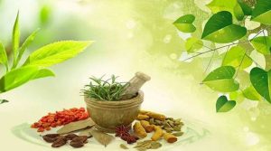 आयुर्वेदिक औषधि उत्पादन वृद्धि गर्न स्वास्थ्य मन्त्रीको आग्रह