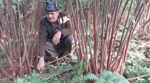 एउटै परिवारद्वारा ३४ लाखभन्दा बढीको अलैँची उत्पादन