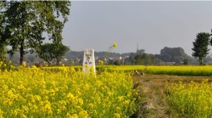 दशगजा वारिपारि पहेँलपुर तोरीबारी