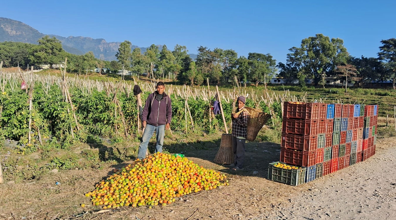 गोलभेँडा बेचेर वार्षिक सात लाख मुनाफा कमाउँदै रोका